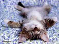 mon chat